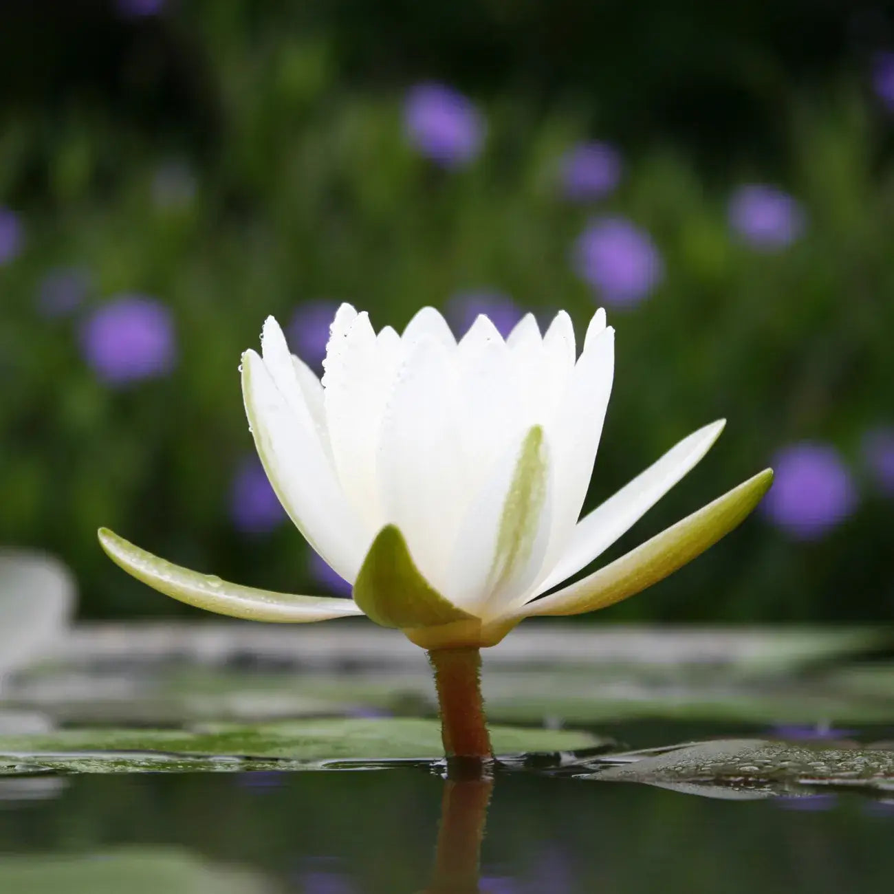 La bougie qui devient plante - Lotus Blanc Coton