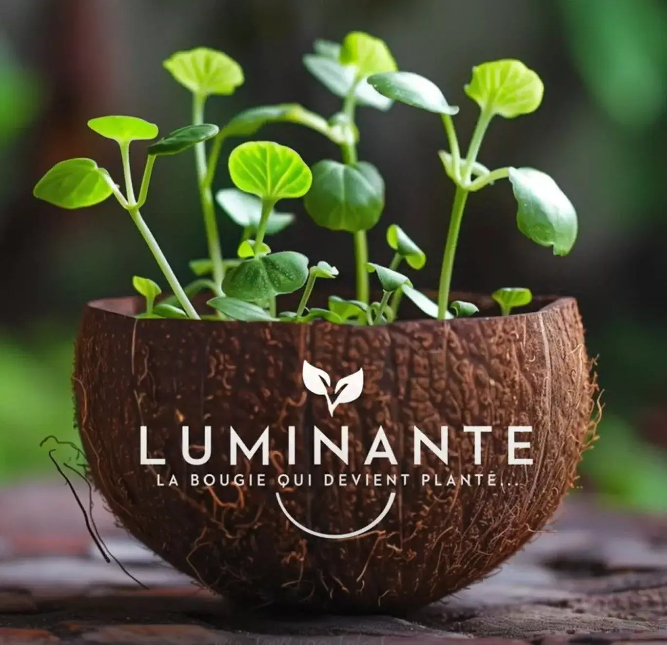La bougie qui devient plante - Fleur d'Oranger