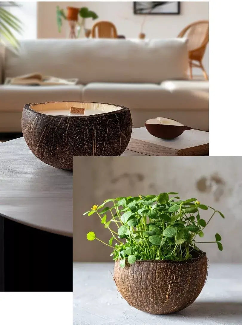 Bougie qui devient plante Pomme d'Amour