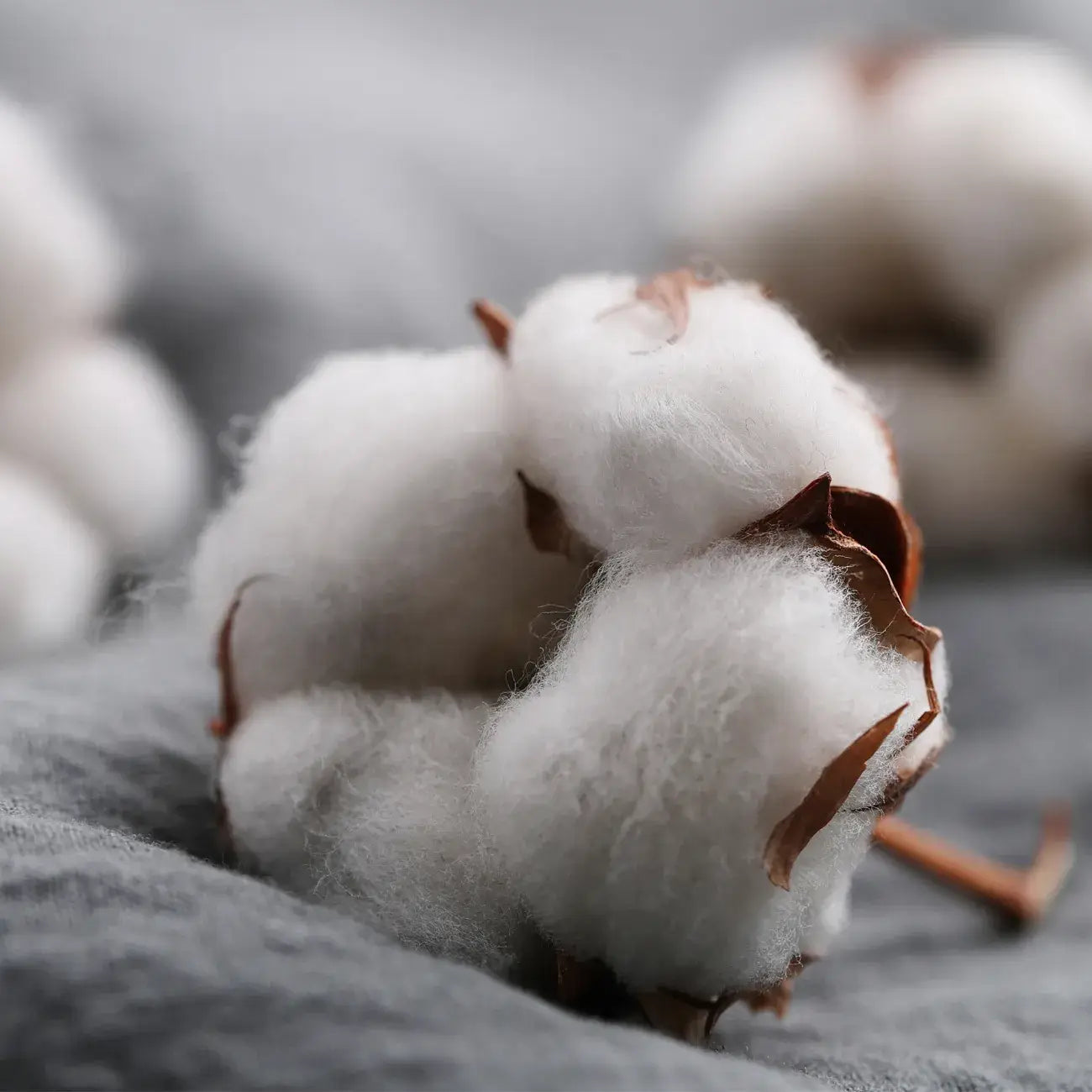 Bougie qui devient plante Fleur de Coton