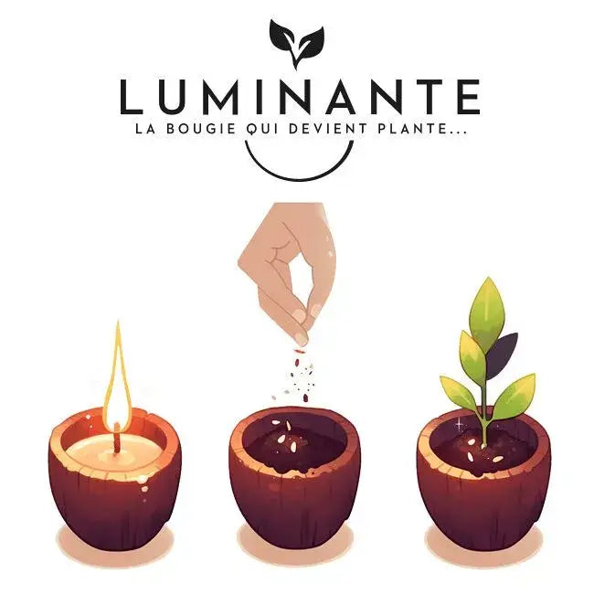 La bougie qui devient plante - Lotus Blanc Coton