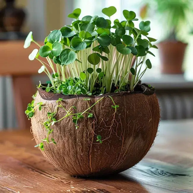 La bougie qui devient plante Vanille
